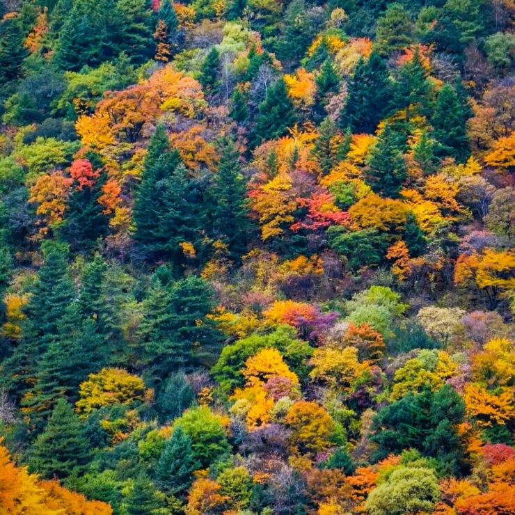 Miya Luo — Sichuan’s Whispering Wild, Just a Day Away from City Xiyouli Hotel