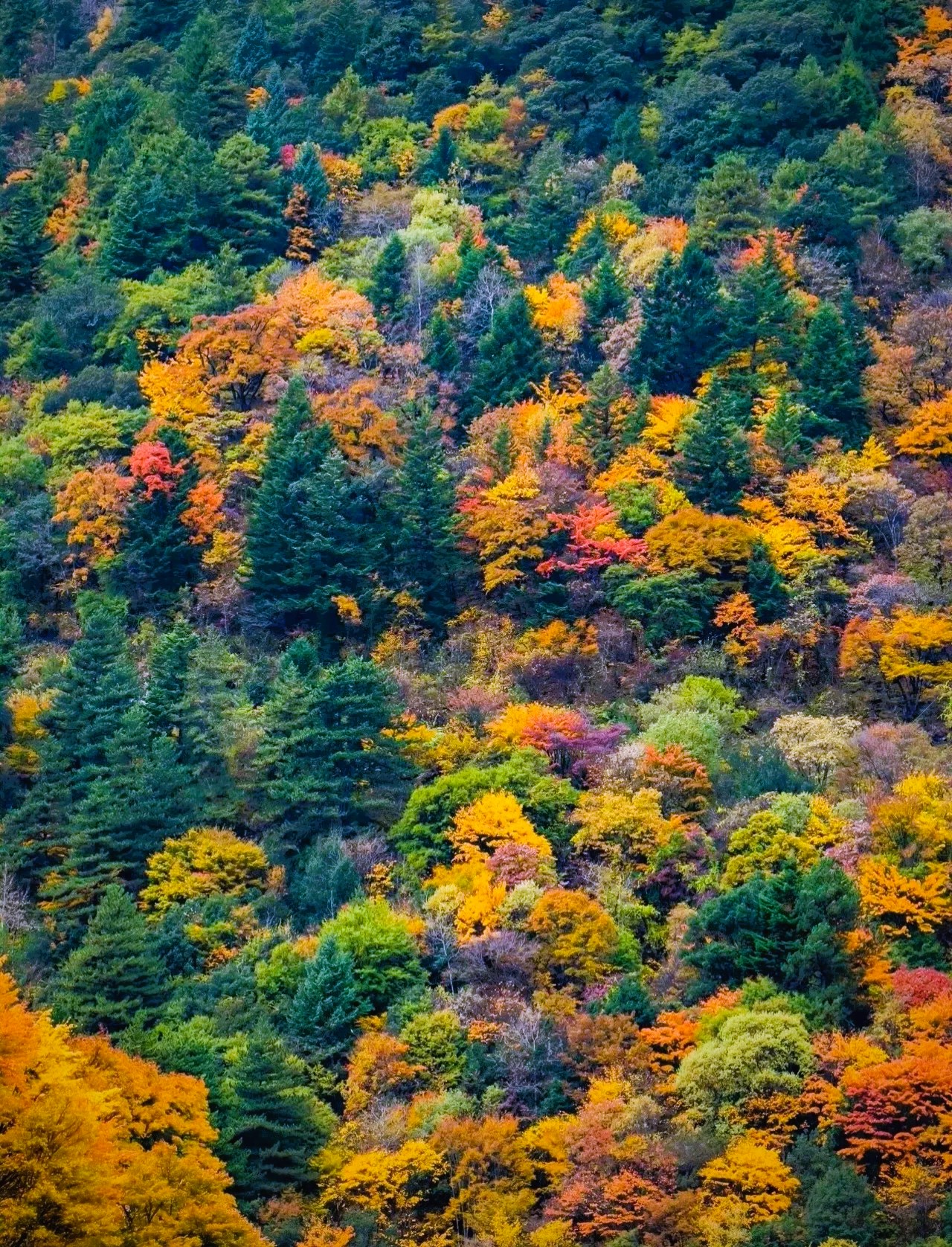 Miya Luo — Sichuan’s Whispering Wild, Just a Day Away from City Xiyouli Hotel